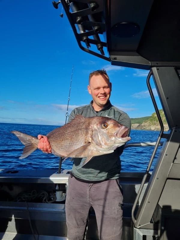 Hauraki Gulf Snapper