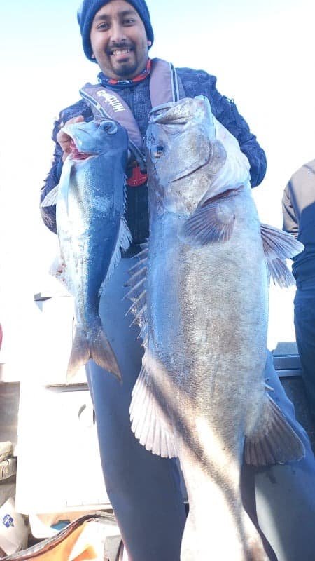 Three Kings Groper